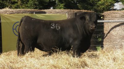 Lote TOROS ANGUS PURO CONTROLADO