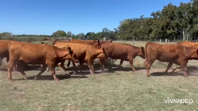 Lote 34 Vaquillonas