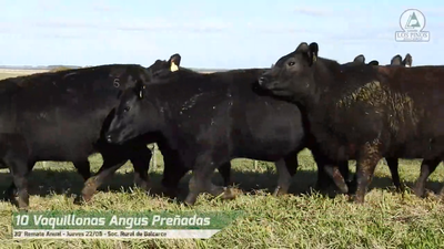 Lote VQ ANGUS