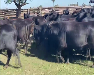 Lote 40 Vacas nuevas C/ gtia de preñez en El Colorado, Formosa
