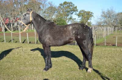 Lote LAVANDERA DEL QUEGUAY