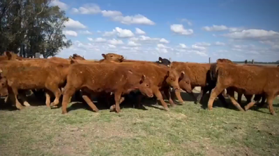 Lote 59 Terneros en Monte, Buenos Aires