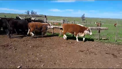 Lote (Vendido)12 Terneros 7 AA,  3 HE,  2 CRUZAS CARNICERAS 201kg -  en PATITAS