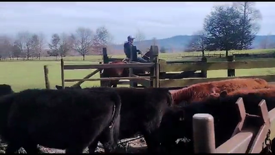 Lote 26 Novillo Engorda en Cunco, IX Región Araucanía