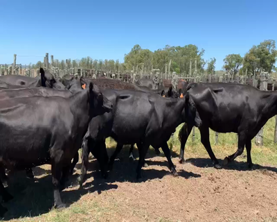 Lote 10 Vacas de Invernada en Tupambaé, Cerro Largo