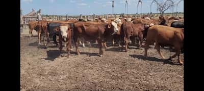 Lote 60 Terneros/as en Villaguay, Entre Ríos