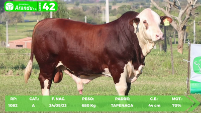 Lote LOTE 42