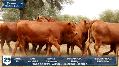 Lote LOTE 29