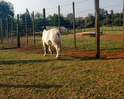 Lote Macho PP en Santa Rita