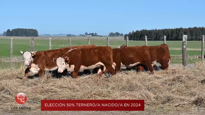 Lote Lote Elección del 50% macho/hembra