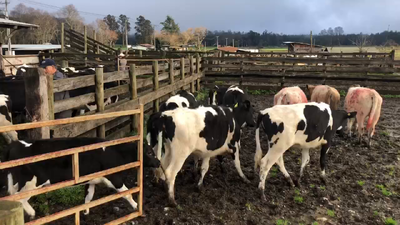 Lote 65 Ternera en Cunco, IX Región Araucanía