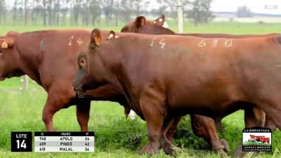 Lote 3 Toros Red Angus, Durazno