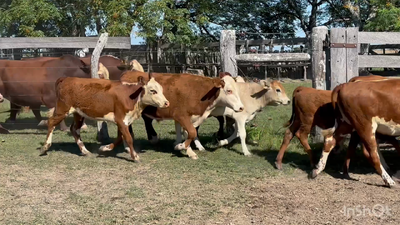 Lote 60 Terneros/as