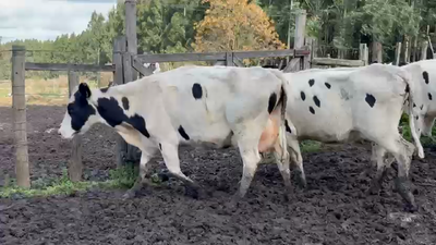 Lote 6 Vaca, San José