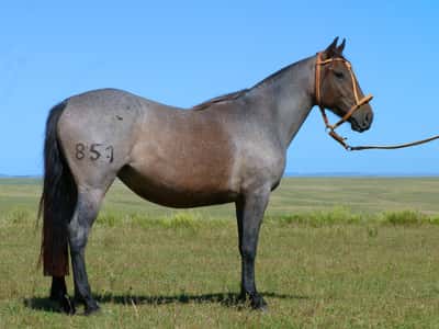 Lote Timba Salpay