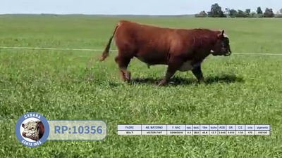 Lote TOROS POLLED HEREFORD