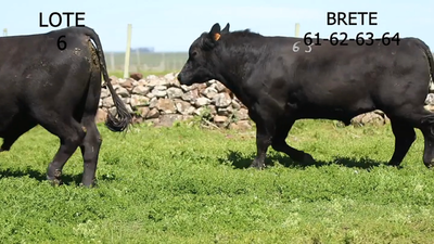 Lote 4 Toros Angus, Artigas