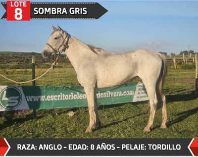 Lote SOMBRA GRIS
