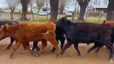Lote 69 TERNEROS