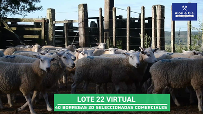 Lote 40 Borregas texel estableciendo Olimar