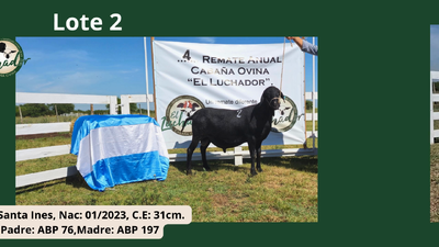 Lote PP