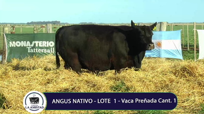 Lote VACA PREÑADA