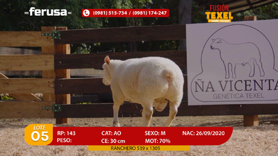 Lote Lote 5