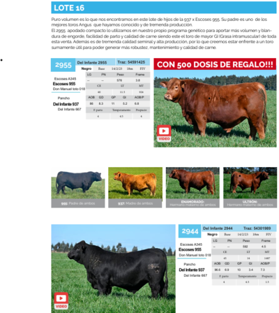 Lote Lote 16