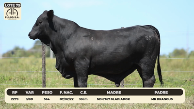 Lote LOTE 79