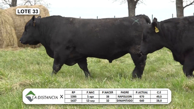 Lote TOROS PP y PC