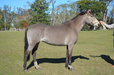 Lote Chilena del Paso