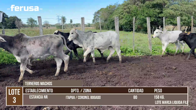 Lote LOTE 3