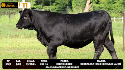 Lote LOTE 11