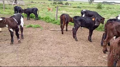 Lote 14 Terneros Cruzas angus en Juan Soler