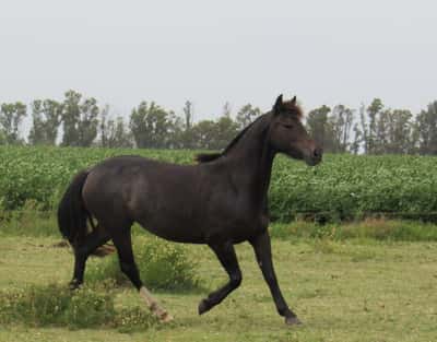 Lote Rocío Don Miguel