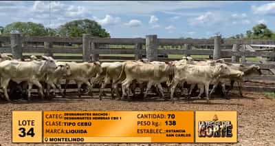 Lote Lote 34