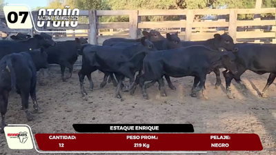Lote LOTE 7