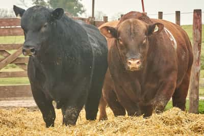 Lote "TRES MOLINOS" TOROS  P.C.