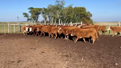 Lote VAQUILLONAS