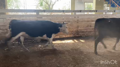 Lote 10 Vacas nuevas C/ gtia de preñez en Brandsen, Buenos Aires