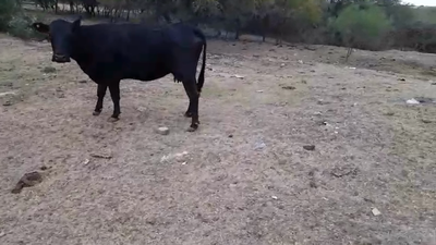 Lote 42 Vacas medio uso C/ cria en Pueblo Brugo, Entre Ríos