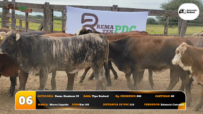 Lote Desm. Hembras C5