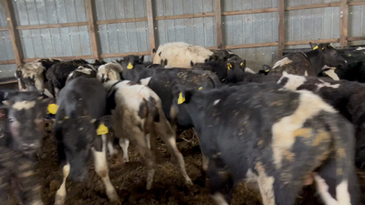 Lote 80 Ternero en Río Bueno, XIV Región Los Ríos