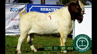 Lote RP 404