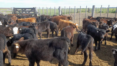 Lote 110 Terneros  A TÉRMINO en Laprida