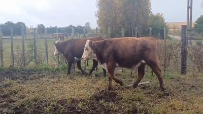 Lote (Vendido)2 Terneros Polled Hereford 300kg -  en Nueva Helvecia