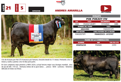 Lote LOTE 21