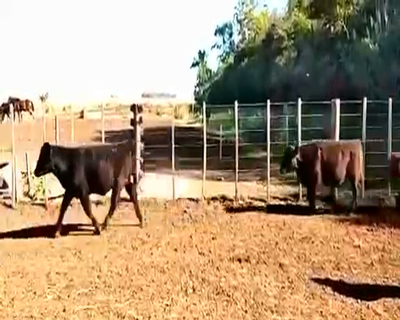 Lote 41 Terneros en Villa Rossi, Córdoba