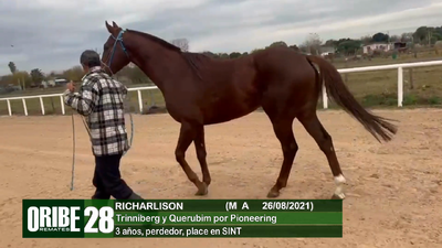 Lote Lote 28