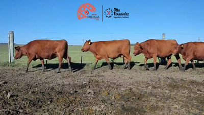 Lote Lote 23 B